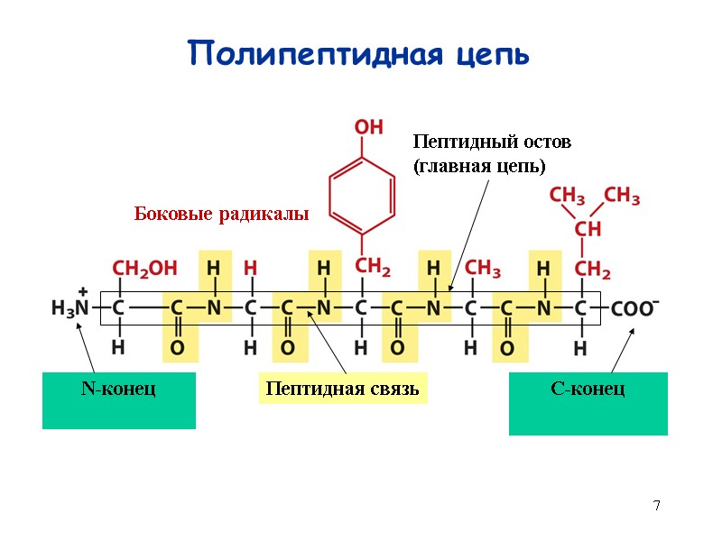 7 Полипептидная цепь N-конец C-конец Пептидная связь Боковые радикалы Пептидный остов (главная цепь)